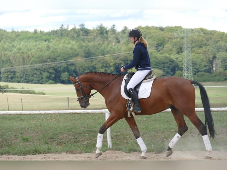 Trakehner Ruin 9 Jaar 169 cm Bruin in Ganschow