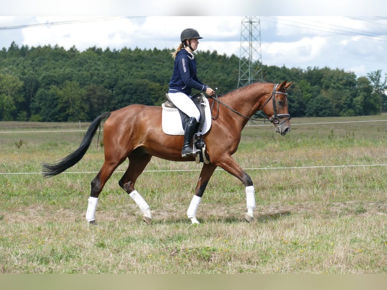 Trakehner Ruin 9 Jaar 169 cm Bruin in Ganschow