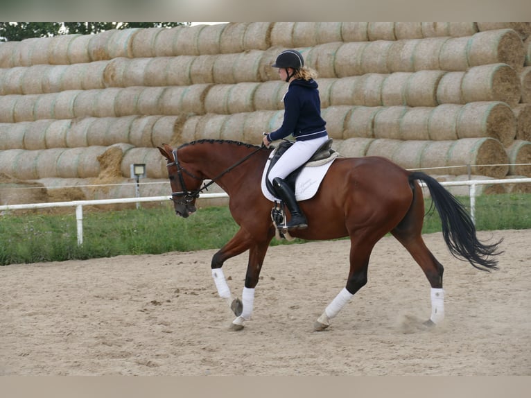 Trakehner Ruin 9 Jaar 169 cm Bruin in Ganschow