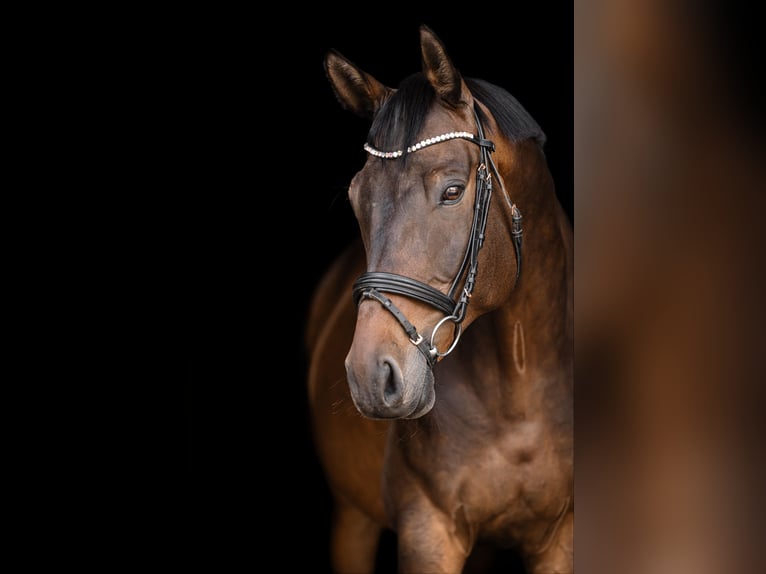 Trakehner Ruin 9 Jaar 172 cm Bruin in Dahlenburg