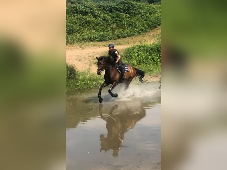 Trakehner Ruin 9 Jaar 172 cm Bruin in Krummwisch