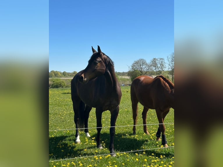 Trakehner Ruin 9 Jaar 172 cm Bruin in Krummwisch