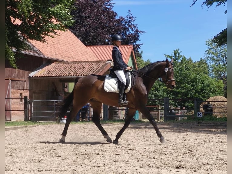 Trakehner Ruin 9 Jaar 172 cm Bruin in Krummwisch