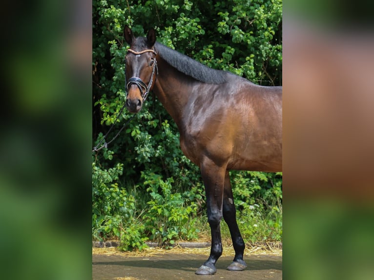 Trakehner Ruin 9 Jaar 172 cm Bruin in Wartenberg