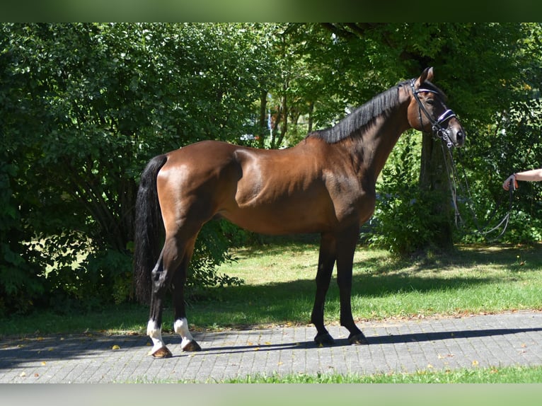 Trakehner Ruin 9 Jaar 173 cm Donkerbruin in Herbstein
