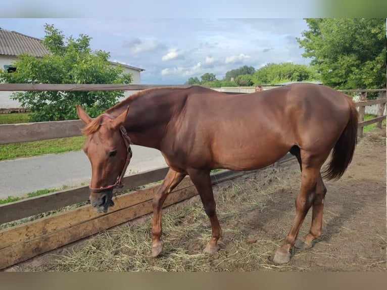 Trakehner Semental 15 años 163 cm Alazán in Oleśnica-Folwark Trakehner Semental 15 años 163 cm Alazán in Oleśnica-Folwark