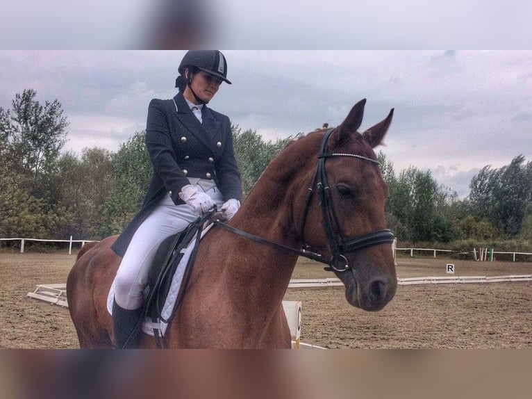 Trakehner Semental 16 años 163 cm Alazán in Oleśnica-Folwark