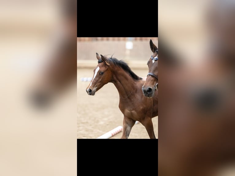 Trakehner Semental 1 año 135 cm Castaño claro in Mücke