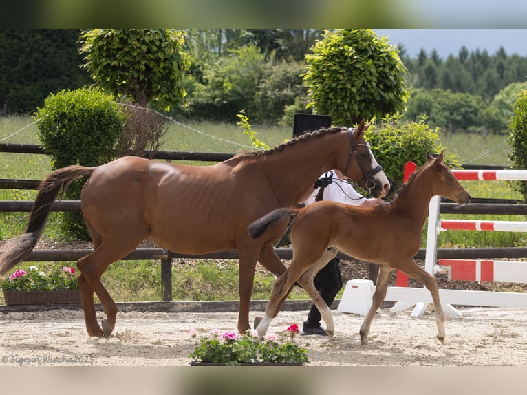 Trakehner Semental 1 año 164 cm Castaño in Ruppichteroth