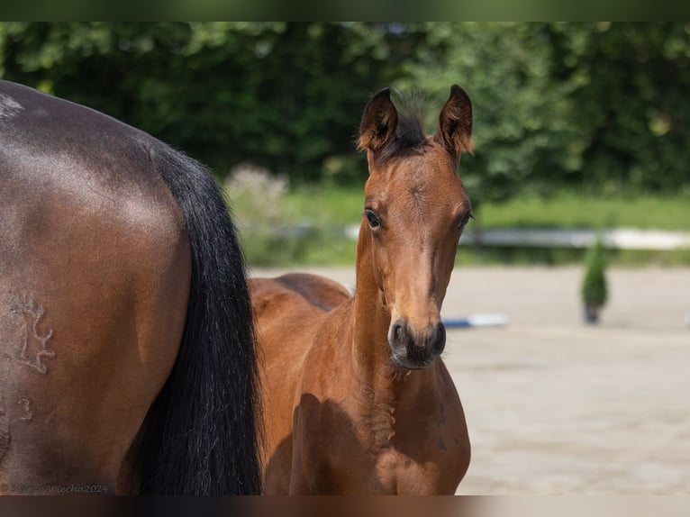 Trakehner Semental 1 año 168 cm Castaño in Scharbeutz