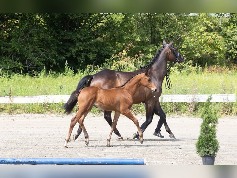 Trakehner Semental 1 año 168 cm Castaño in Scharbeutz