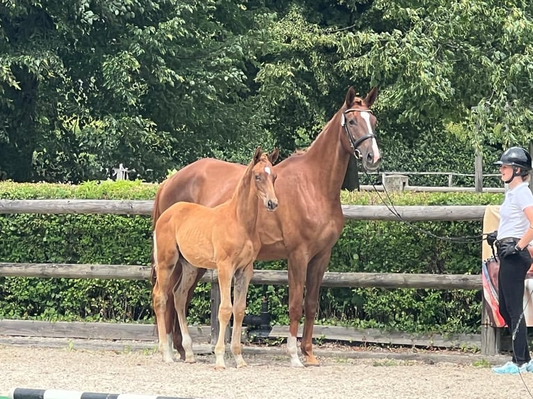 Trakehner Semental 1 año 169 cm Alazán in Sperenberg