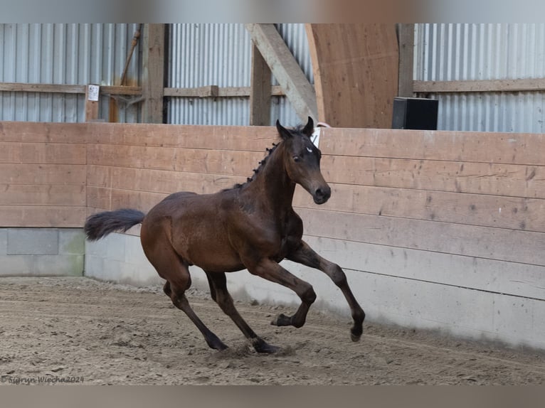 Trakehner Semental 1 año 170 cm Castaño in Scharbeutz