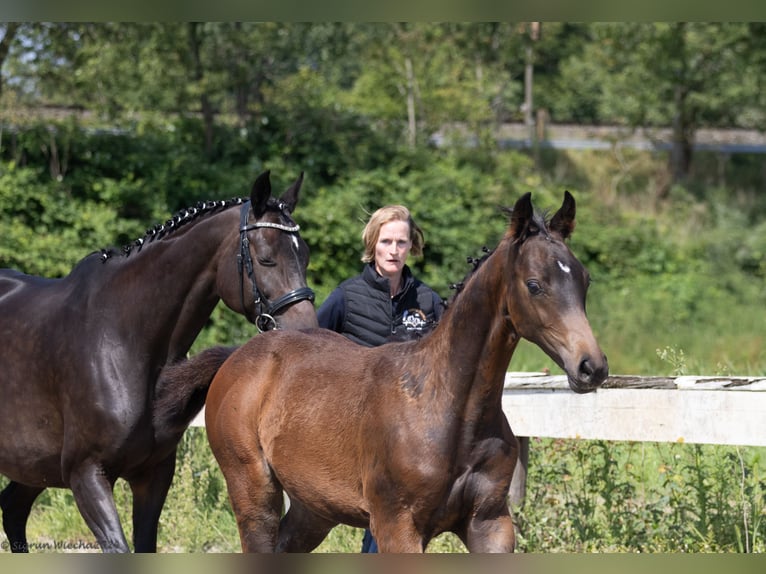 Trakehner Semental 1 año 170 cm Castaño in Scharbeutz