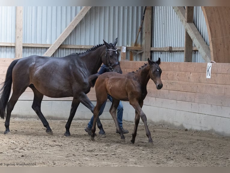 Trakehner Semental 1 año 170 cm Castaño in Scharbeutz