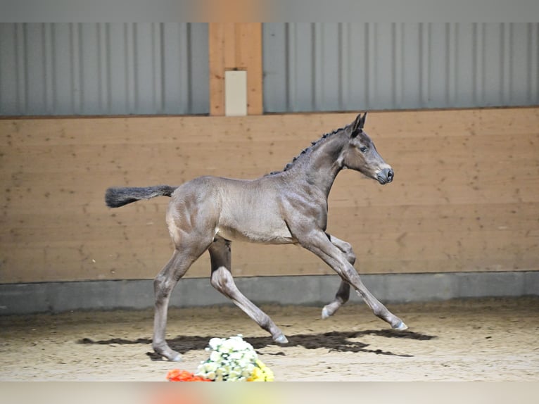 Trakehner Semental 1 año 170 cm Morcillo in Hilden