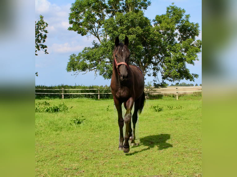 Trakehner Semental 1 año 170 cm Morcillo in Loissin