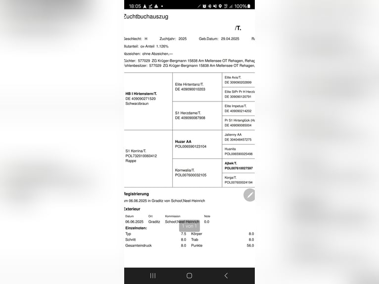 Trakehner Semental 1 año 170 cm Negro in Sperenberg