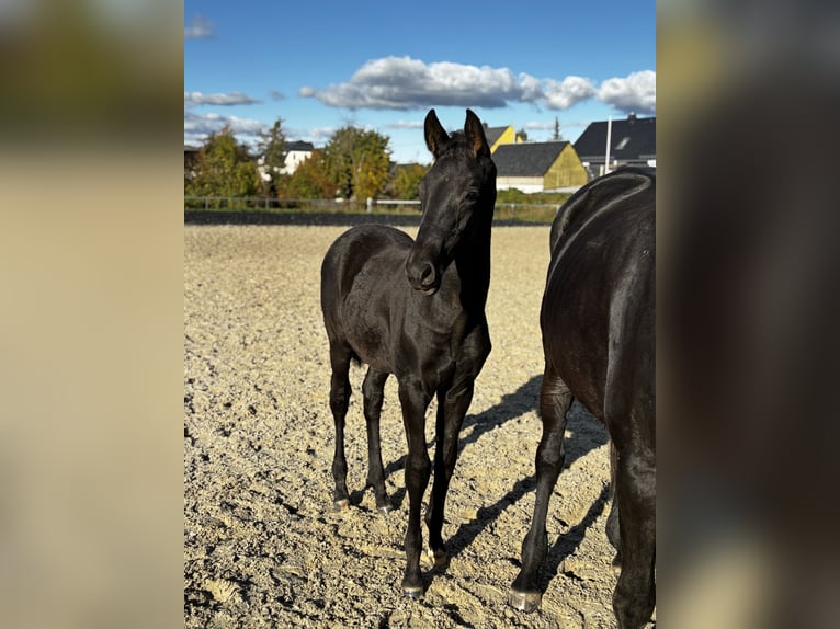 Trakehner Semental 1 año 170 cm Negro in Jahnsdorf/Erzgebirge