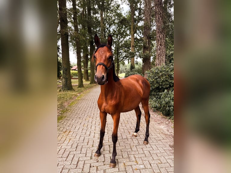 Trakehner Semental 1 año 174 cm Castaño in Freren