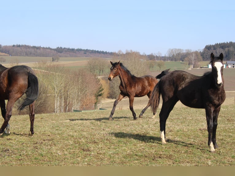 Trakehner Semental 1 año 175 cm Castaño oscuro in Adelsried