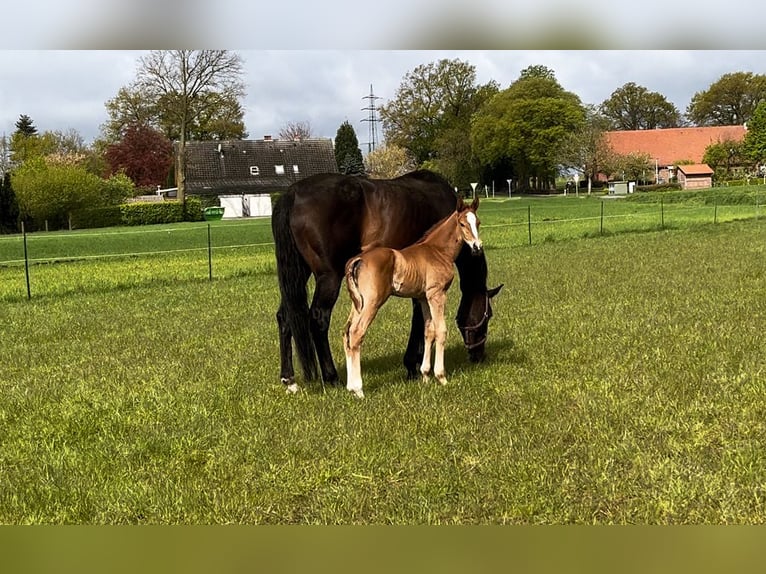 Trakehner Semental 1 año 176 cm Alazán in Freren