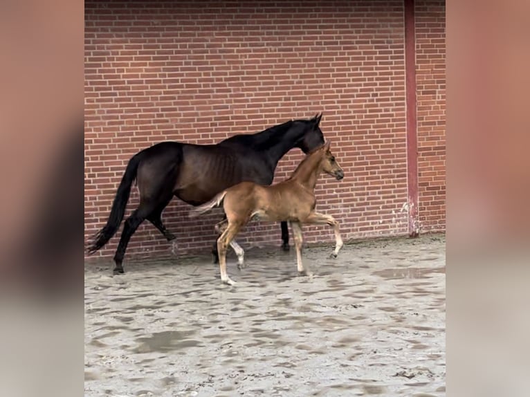 Trakehner Semental 1 año 176 cm Alazán in Freren