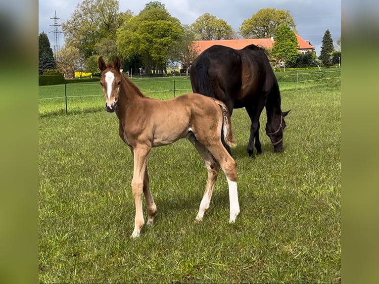 Trakehner Semental 1 año 176 cm Alazán in Freren