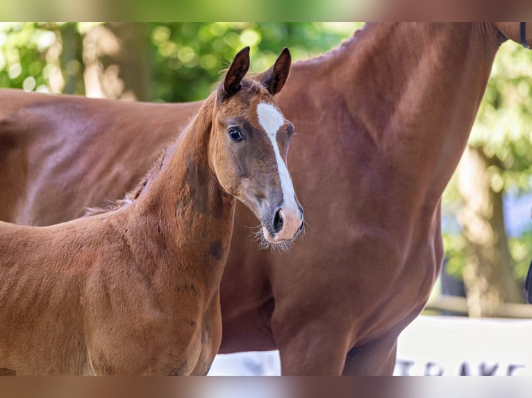 Trakehner Semental 1 año Alazán in Liederbach am Taunus
