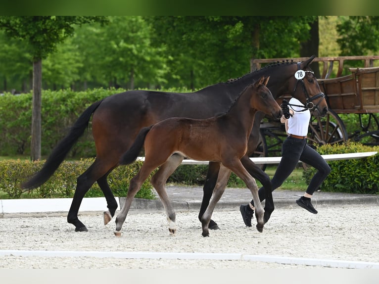 Trakehner Semental 1 año in Ostercappeln