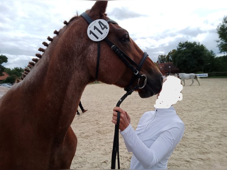 Trakehner Semental 1 año in Steinfeld (Oldenburg)