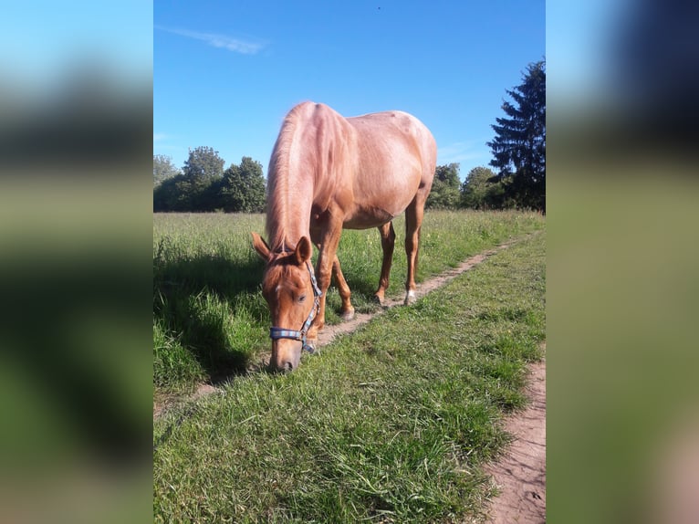 Trakehner Semental 1 año in Steinfeld (Oldenburg)