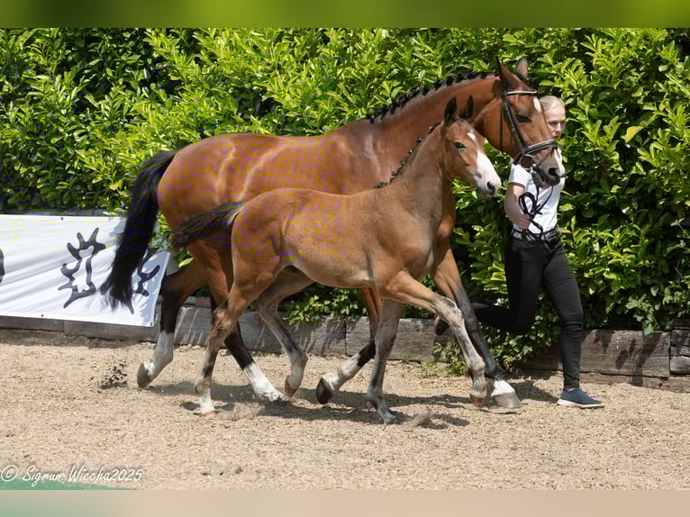 Trakehner Semental 1 año Castaño in Heiligenstedtenerkamp