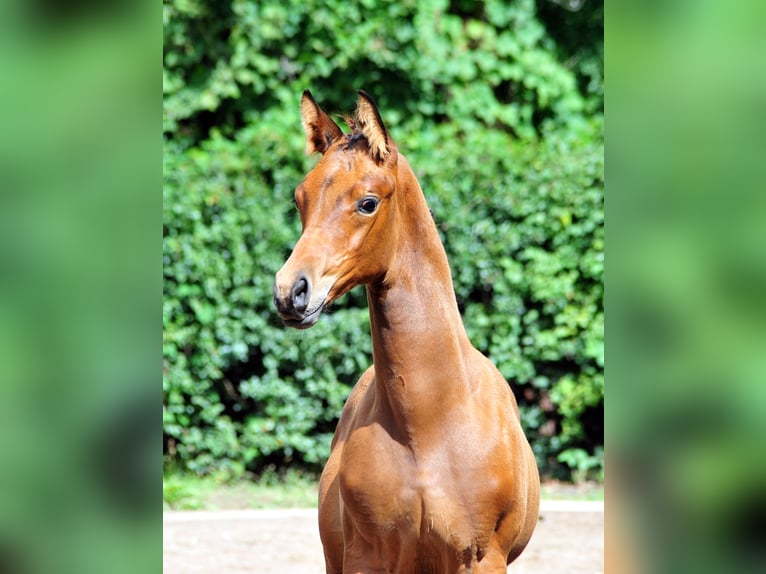 Trakehner Semental 1 año Castaño in Freren