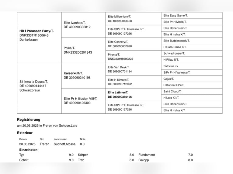 Trakehner Semental 1 año Castaño in Freren