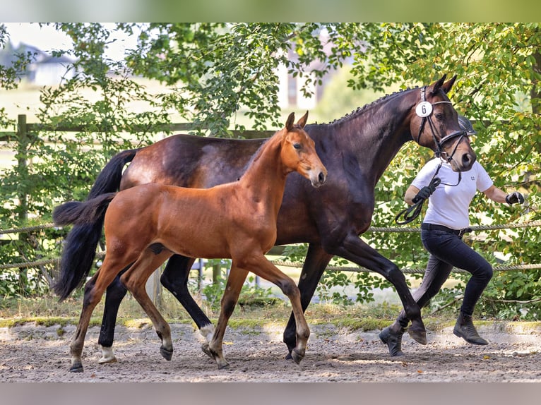 Trakehner Semental 1 año Castaño in Densborn