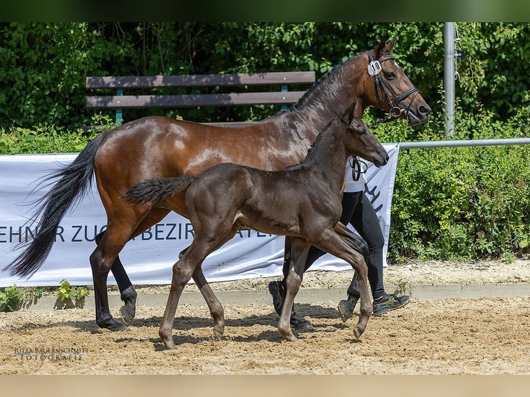 Trakehner Semental 1 año Castaño oscuro in Aub