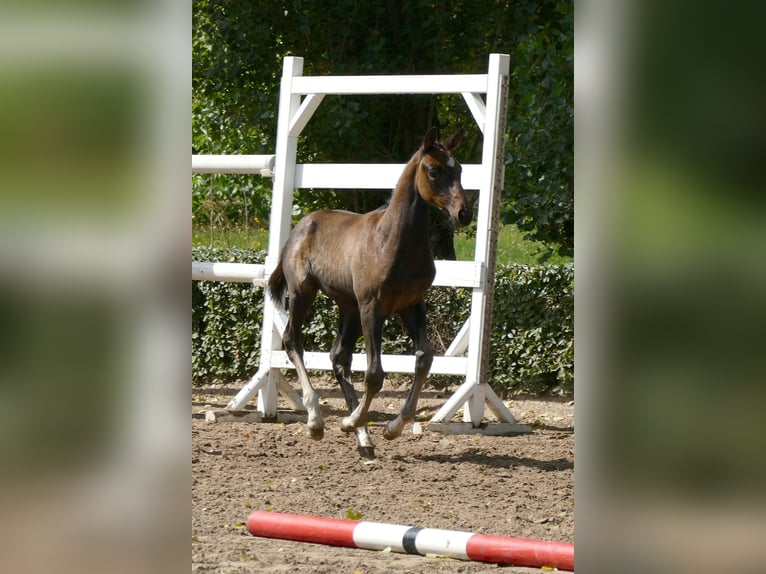 Trakehner Semental 1 año Castaño oscuro in Grabow