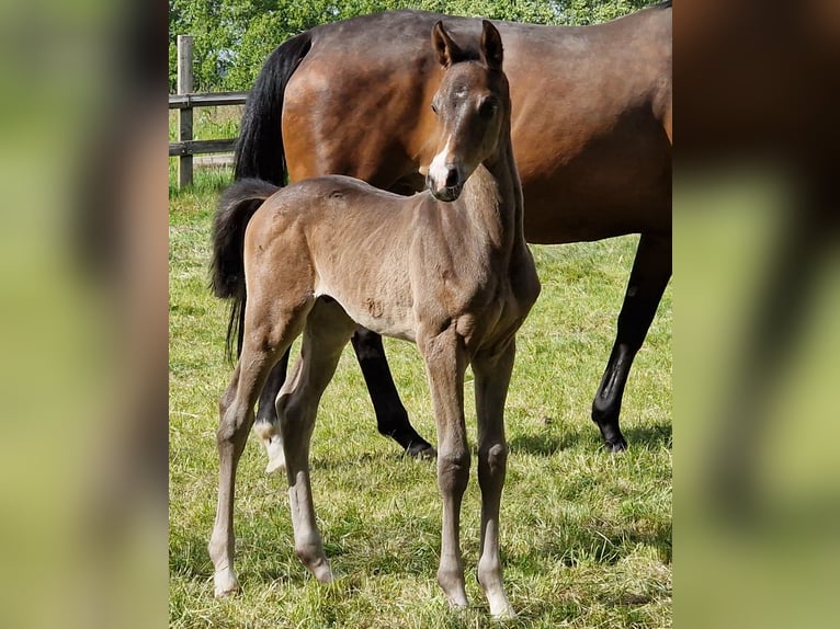 Trakehner Semental 1 año Castaño oscuro in Majenfelde