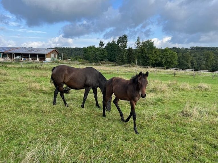 Trakehner Semental 1 año Castaño oscuro in Schwerte