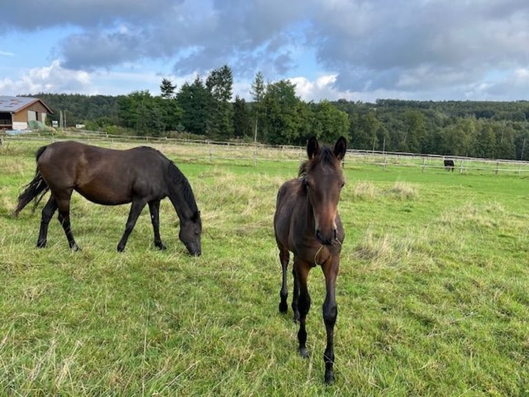 Trakehner Semental 1 año Castaño oscuro in Schwerte