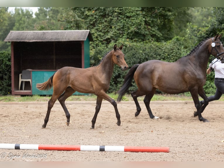 Trakehner Semental 1 año Castaño oscuro in Harsefeld