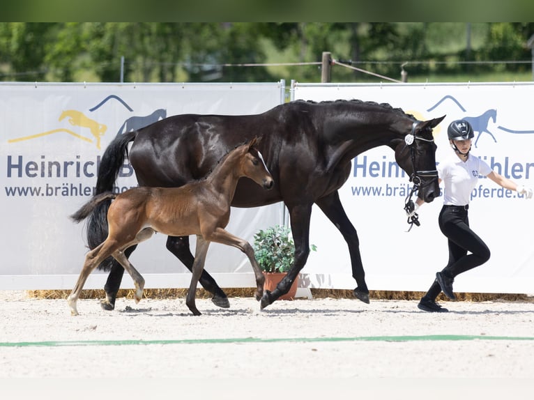 Trakehner Semental 1 año Morcillo in Herbstein