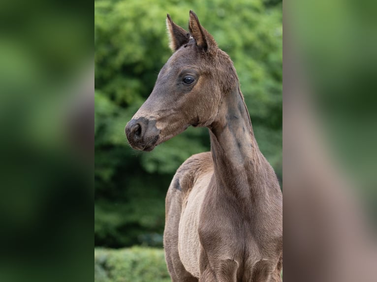 Trakehner Semental 1 año Negro in Edemissen