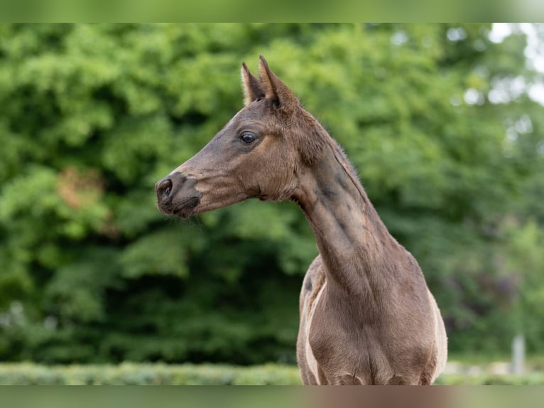 Trakehner Semental 1 año Negro in Edemissen