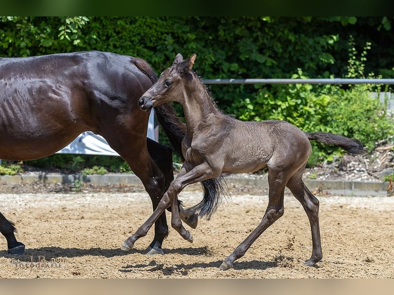 Trakehner Semental 1 año Negro in Schloßstall Reichersbeuern/TÖL