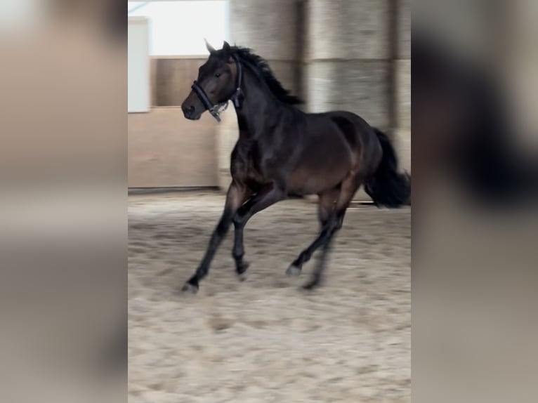 Trakehner Semental 2 años 163 cm Castaño in Blekendorf