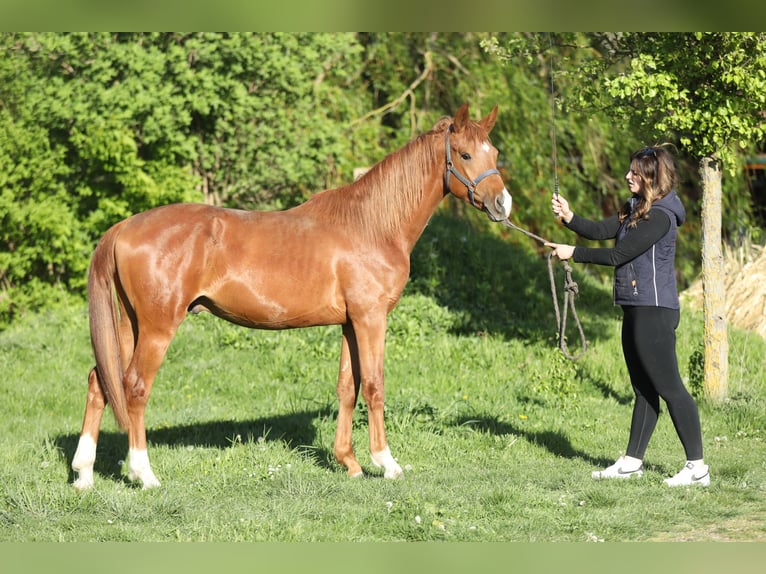 Trakehner Semental 2 años 165 cm Alazán in Reisenberg