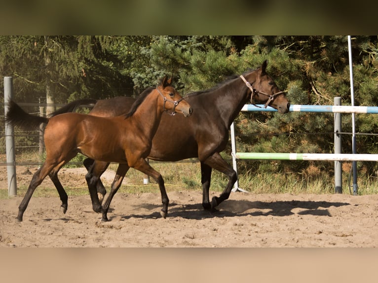 Trakehner Semental 2 años 165 cm Castaño in Wandlitz