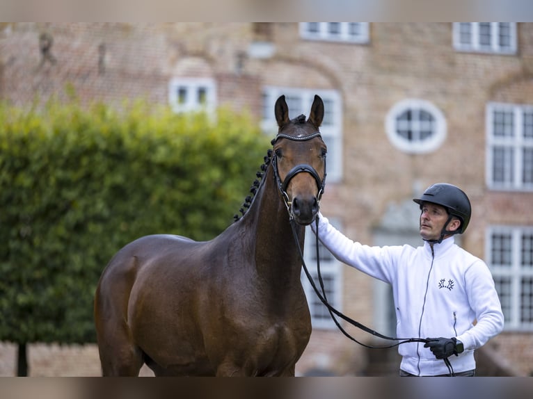 Trakehner Semental 2 años 165 cm Castaño in Ostenfeld